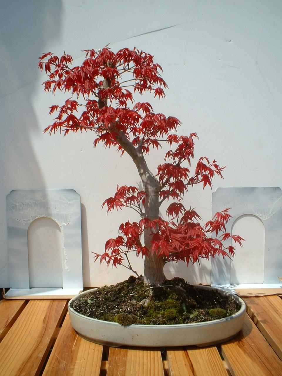 Cut-Leaf Japanese Maple